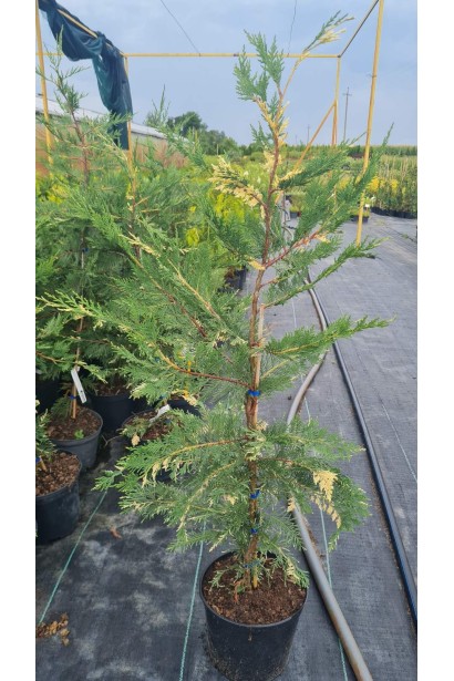 Купрессоципарис Лейланда Варієгата - 5л/вис.80-100см/Ø35-45см